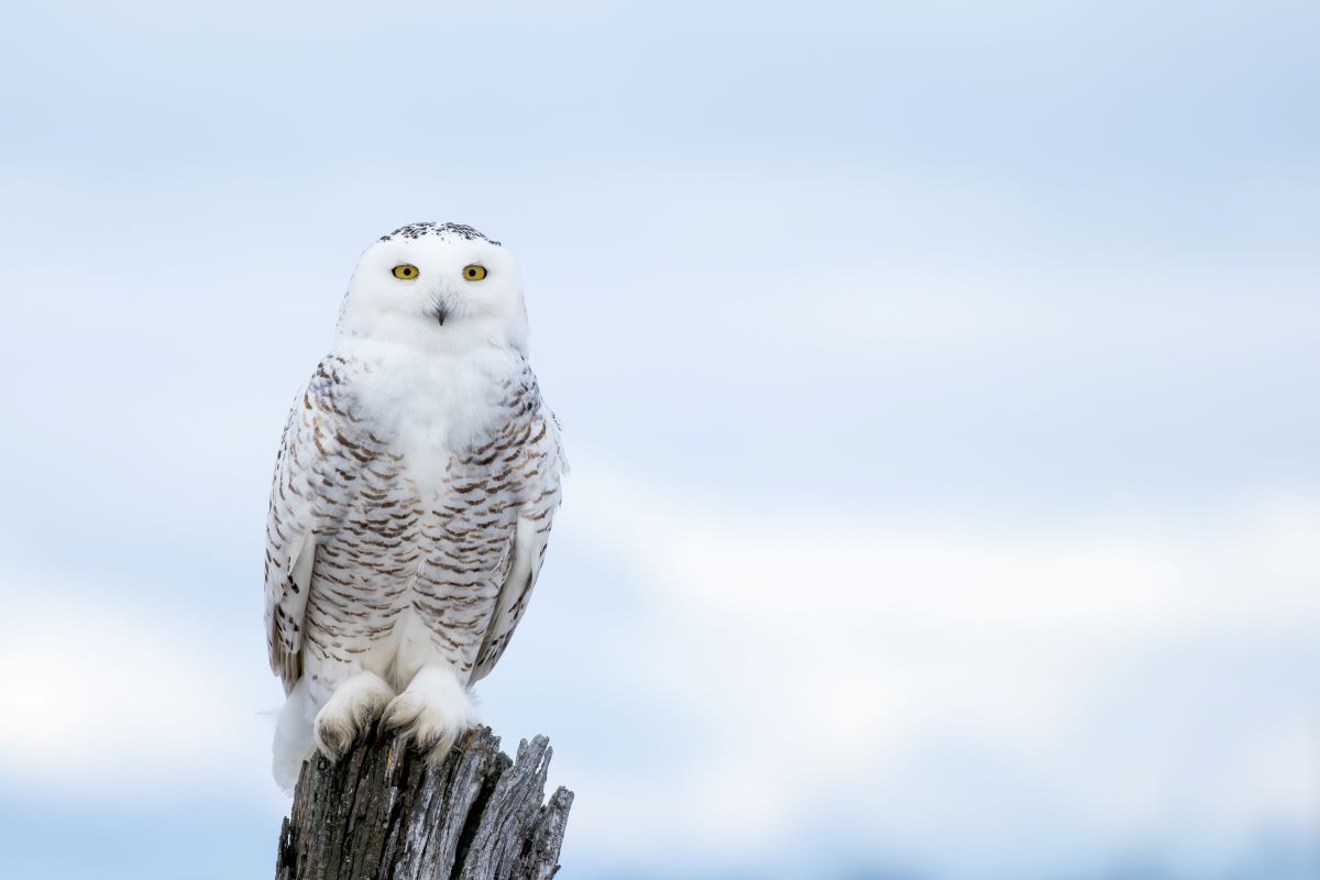 Snowy Owls Arriving To Great Lakes Early This Winter - Newsweek