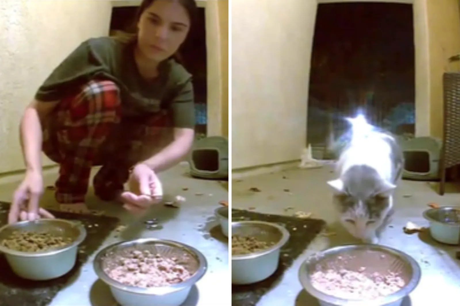 Woman Leaves Food for Stray Cat, Then Checks Security Cam Footage ...