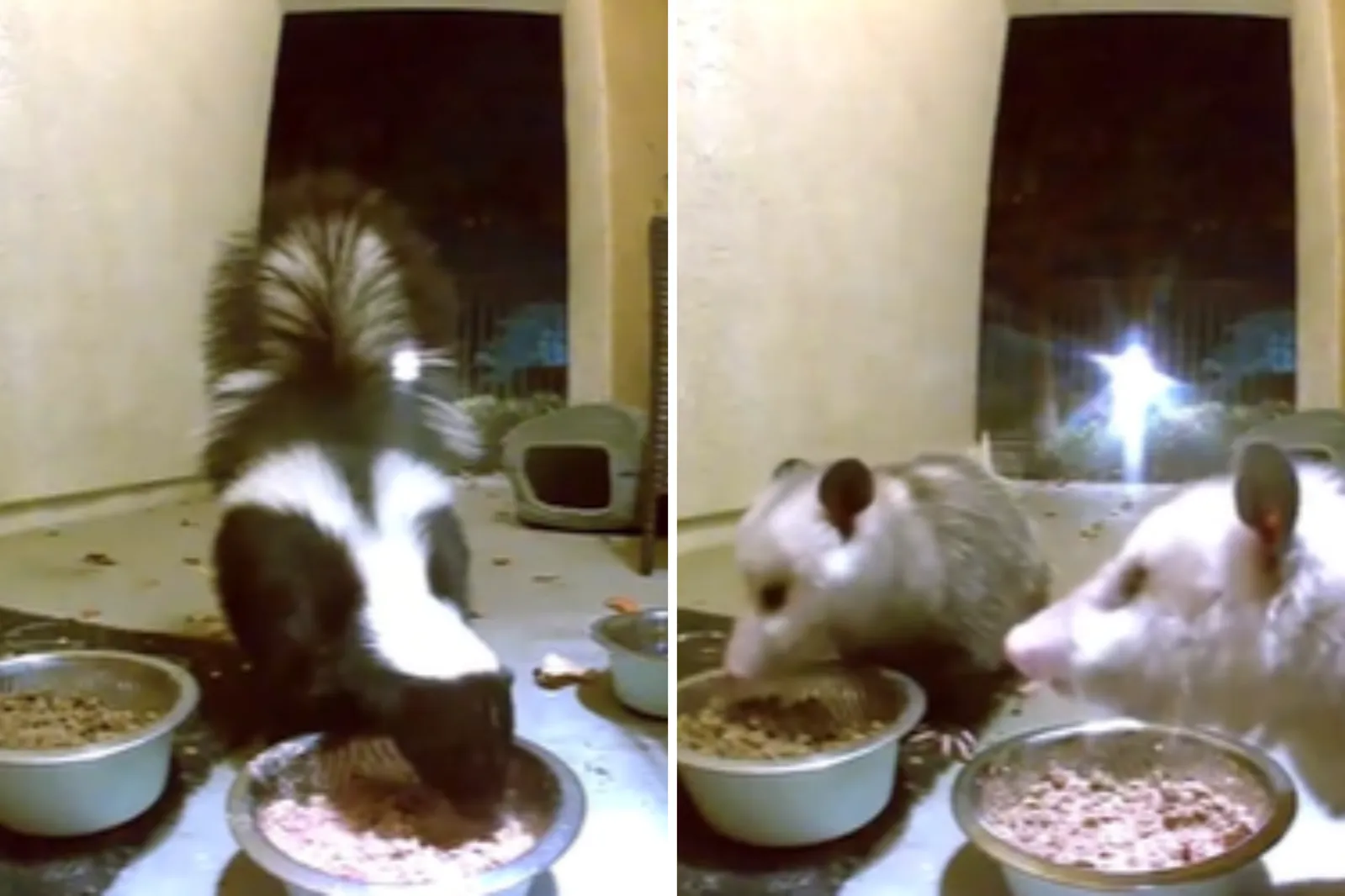 Woman Leaves Food for Stray Cat, Then Checks Security Cam Footage ...