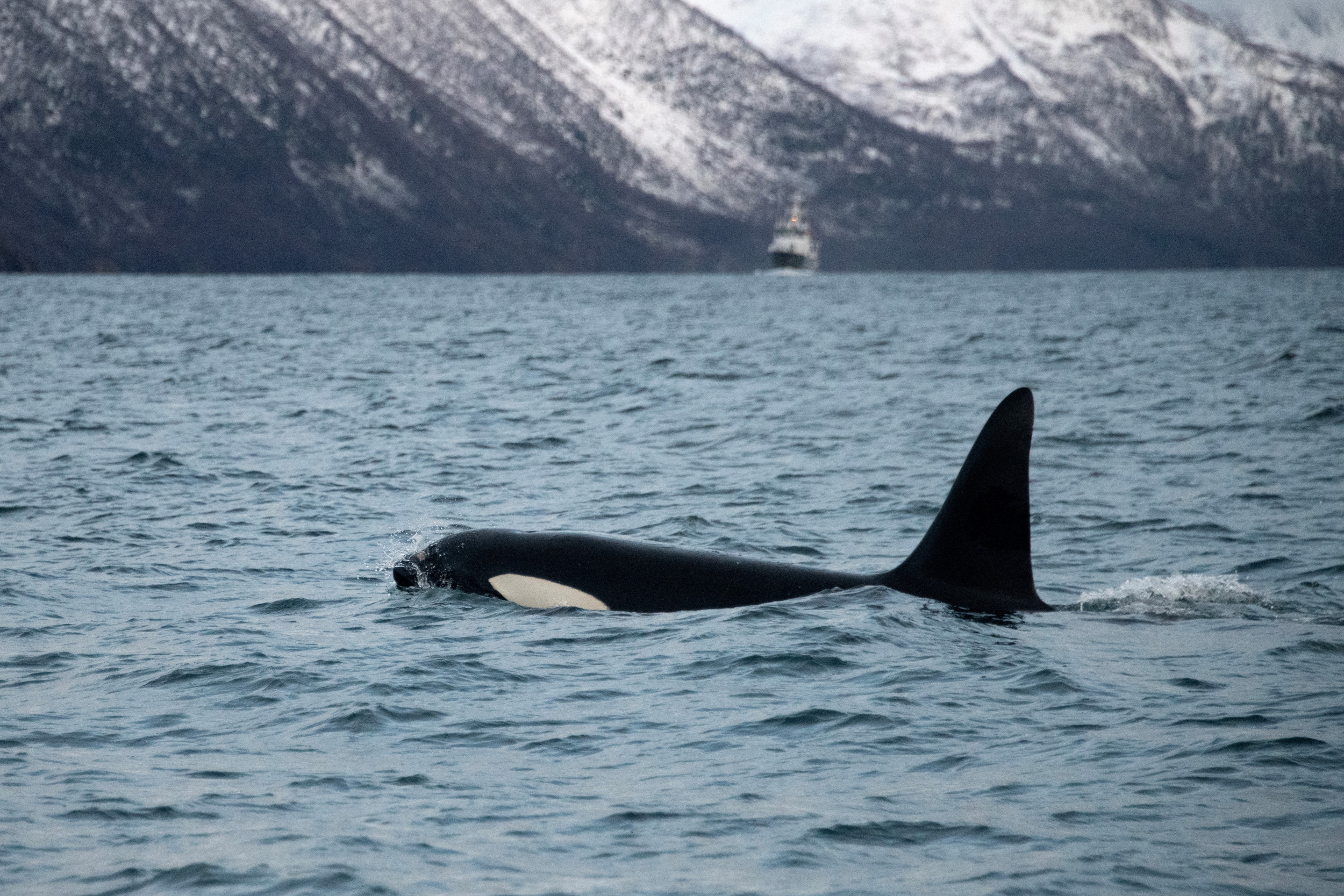 Orca Who Carried Dead Calf 1,000 Miles Gives Birth Again - Newsweek