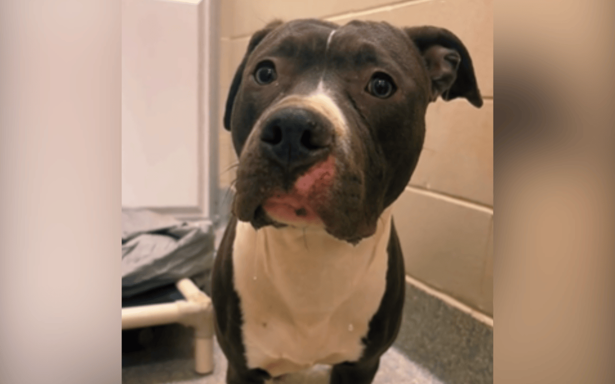 Tears as Dog Abandoned in Crate on ‘Side of the Road’ Days Before ...