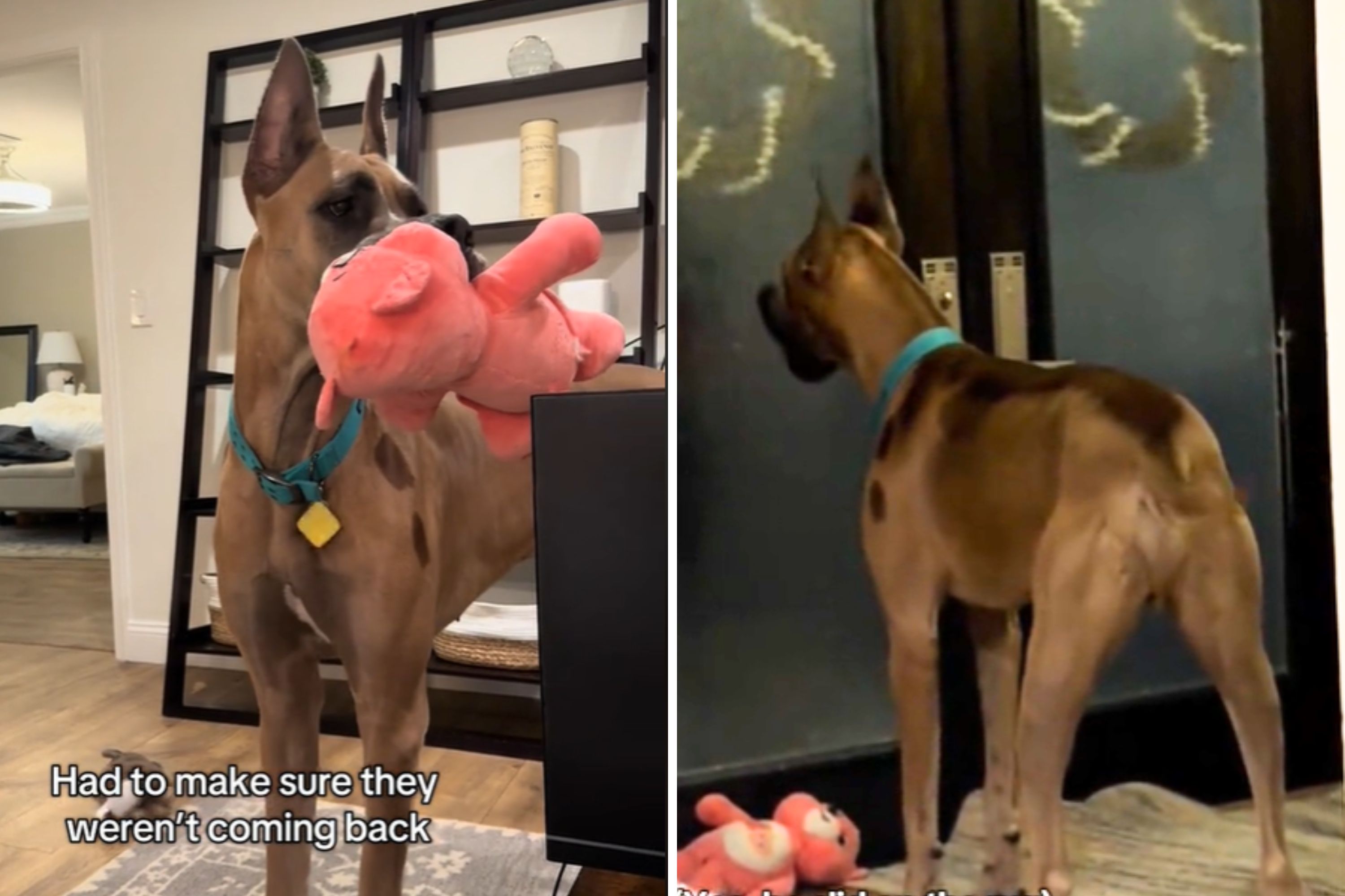 Doorbell Rings, Giant Great Dane 'Unsure' Whether to Defend or