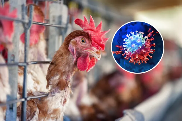 Bird Flu Warning Over New Virus Risk: ‘Significant Public Health ...