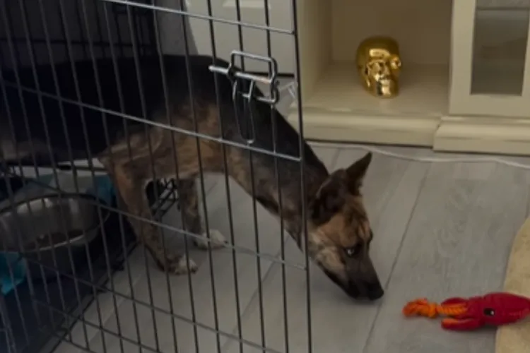Picture of Shelter Dog’s Transformation Two Months After Adoption Melts Hearts ...