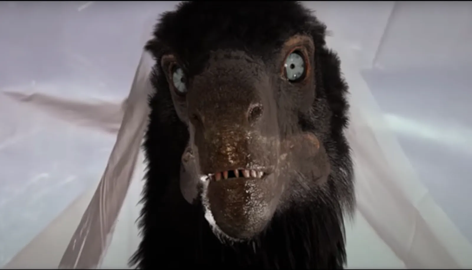 Relistic Raptors Jurassic Park Remake With Realistic Raptors Goes Viral - Newsweek