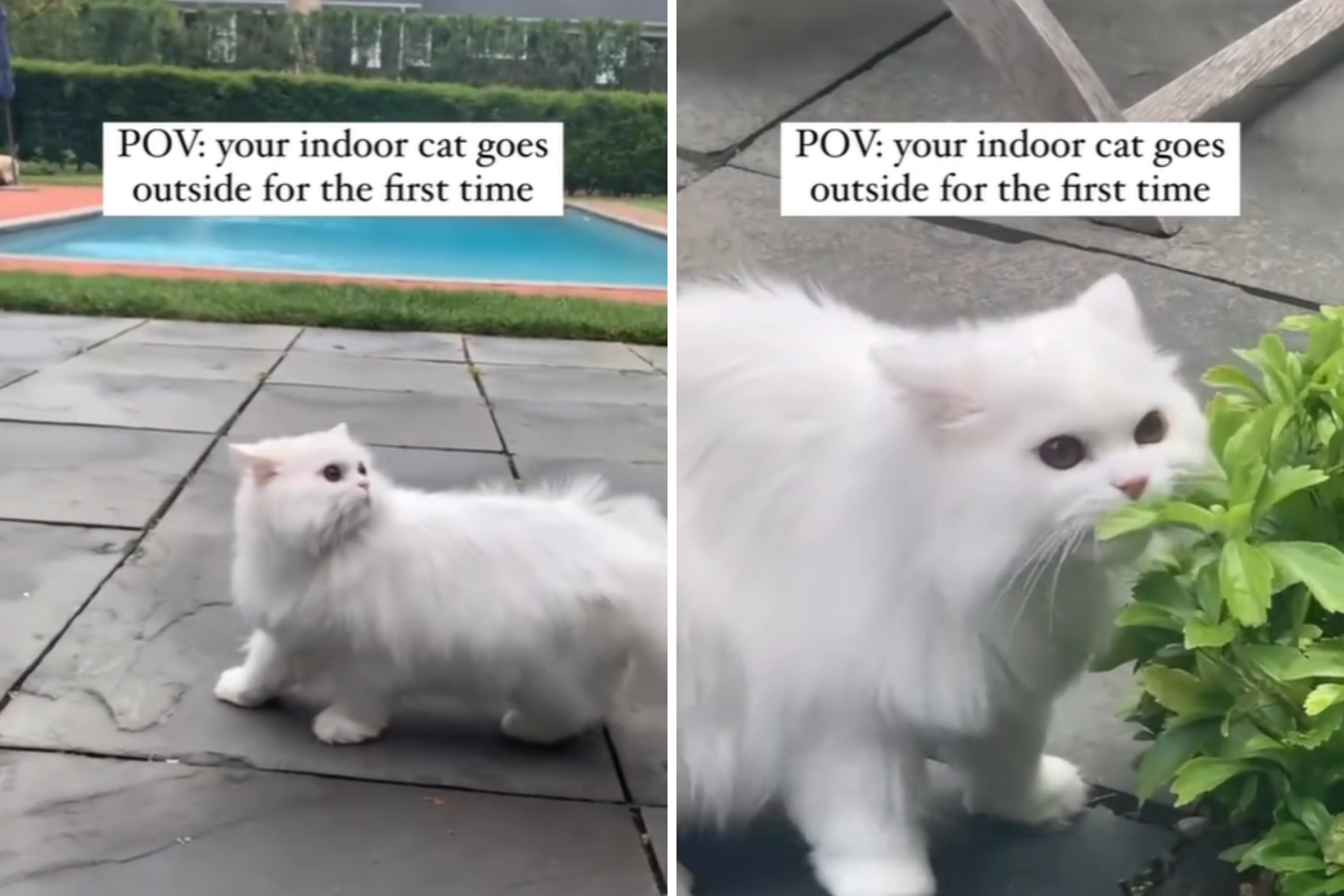 New York City Cat Experiences the Outdoors for First Time: 'Loves