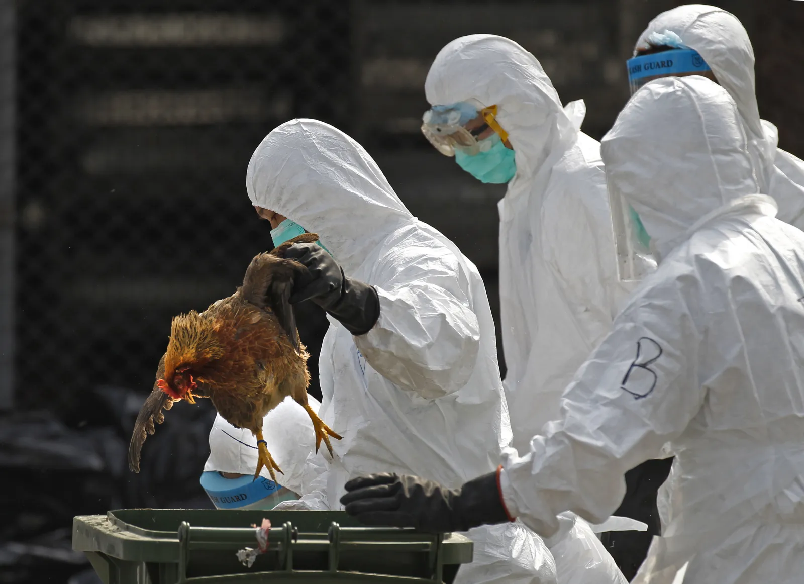 Bird Flu Update: CDC Says It’s Searching for These Pandemic Red Flags ...