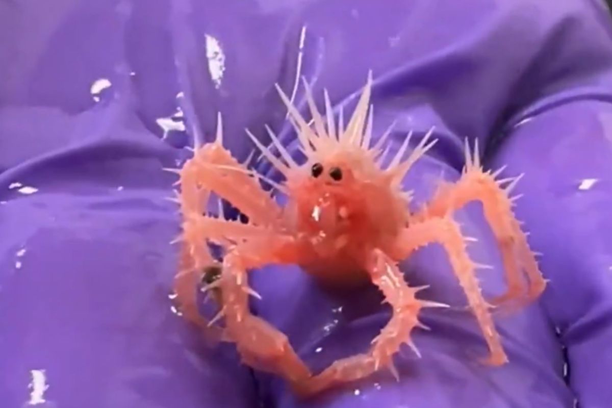 Viral Video Reveals Cutest Crab Baby: ‘Ridiculous Creature’