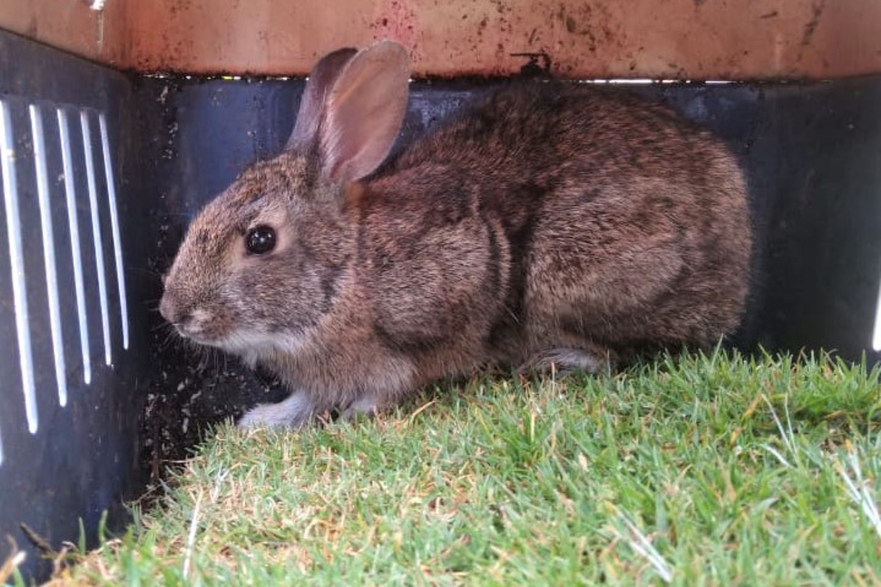 Rabbit Lost for 120 Years Found Hopping Around in the Mountains