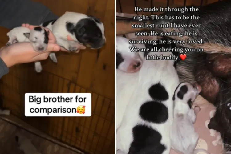 Mouse Runt Hearts Melt Over Puppy Who’s a Fighter: ‘Smallest Runt I Have Ever Seen ...