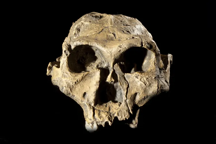 Our Ancestors Were Vegetarian, Archaeologists Find - Newsweek