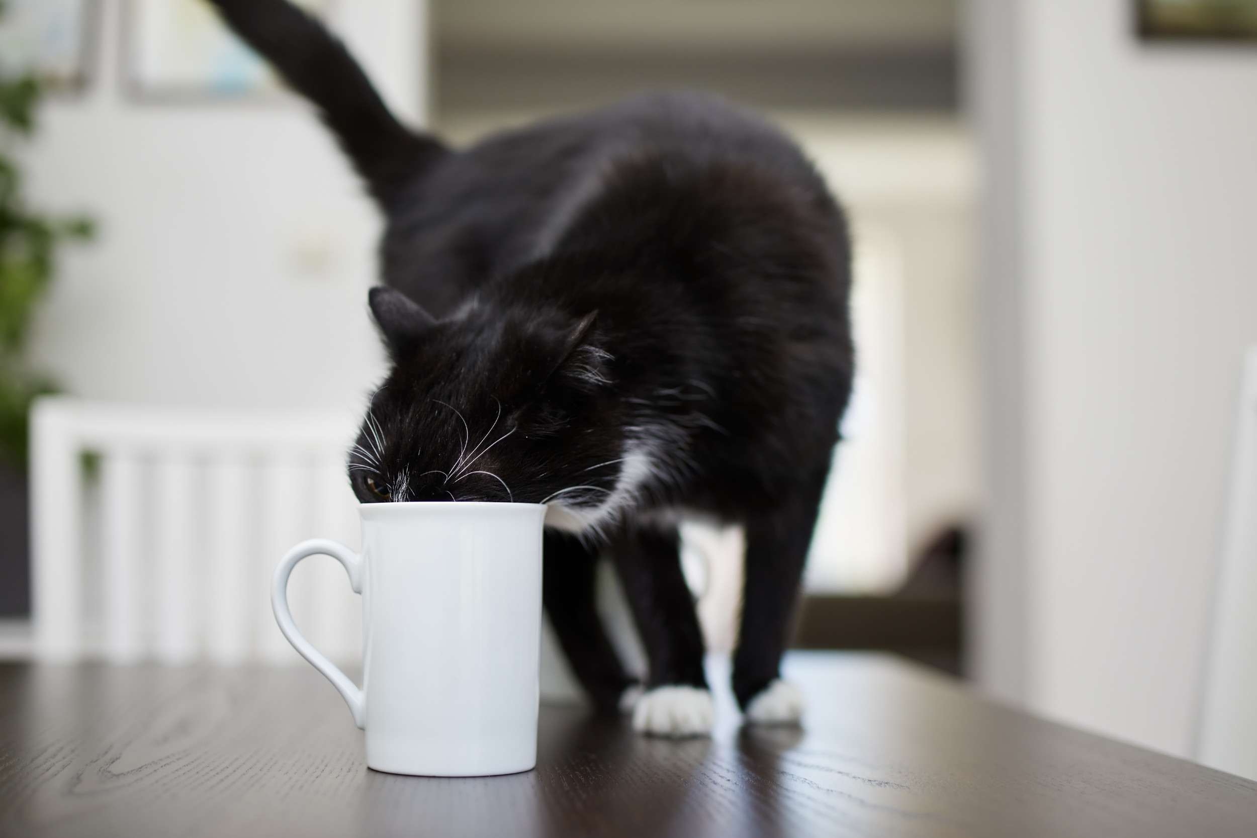 2568987-black-cat-drinks-