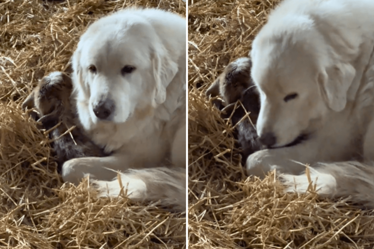 Great Pyrenees guards and keeps baby goat warm so mom can take a break