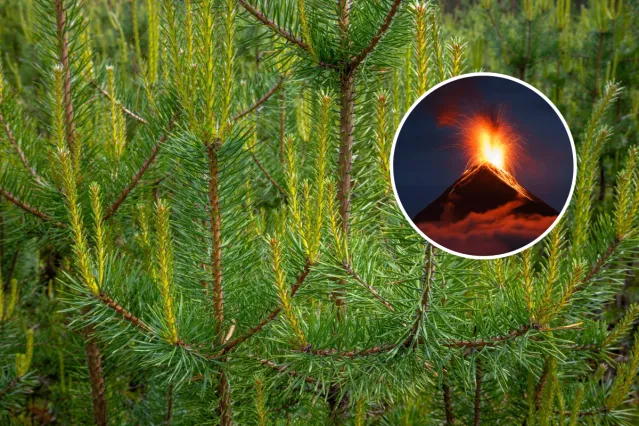 Curious ‘Blue Rings’ in Trees Reveal Fiery Volcanic Secrets - Newsweek