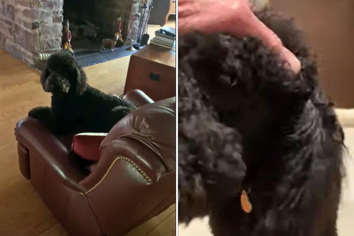 Genius dog knows exactly what to do to get a massage