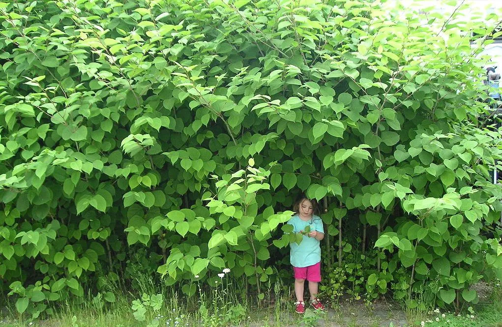Japanese Knotweed: The Invasive Plant That Eats the Value of Your Home -  Newsweek