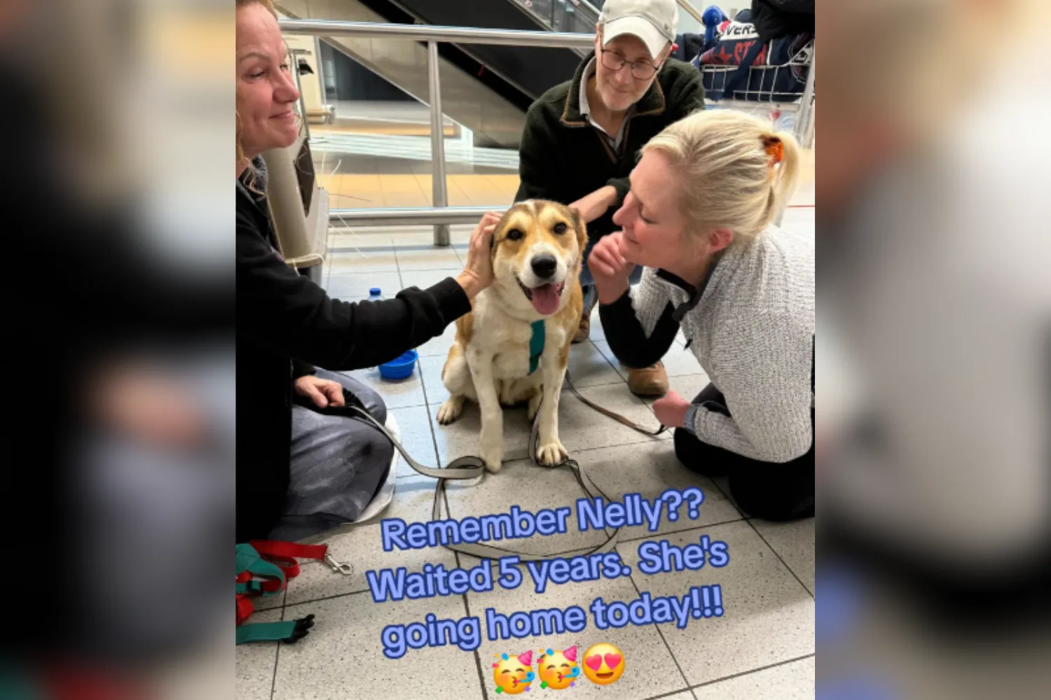 Nelly Rapper Dog Face of Dog Adopted After 5 Years in Shelter Melts Hearts: ‘Going Home ...