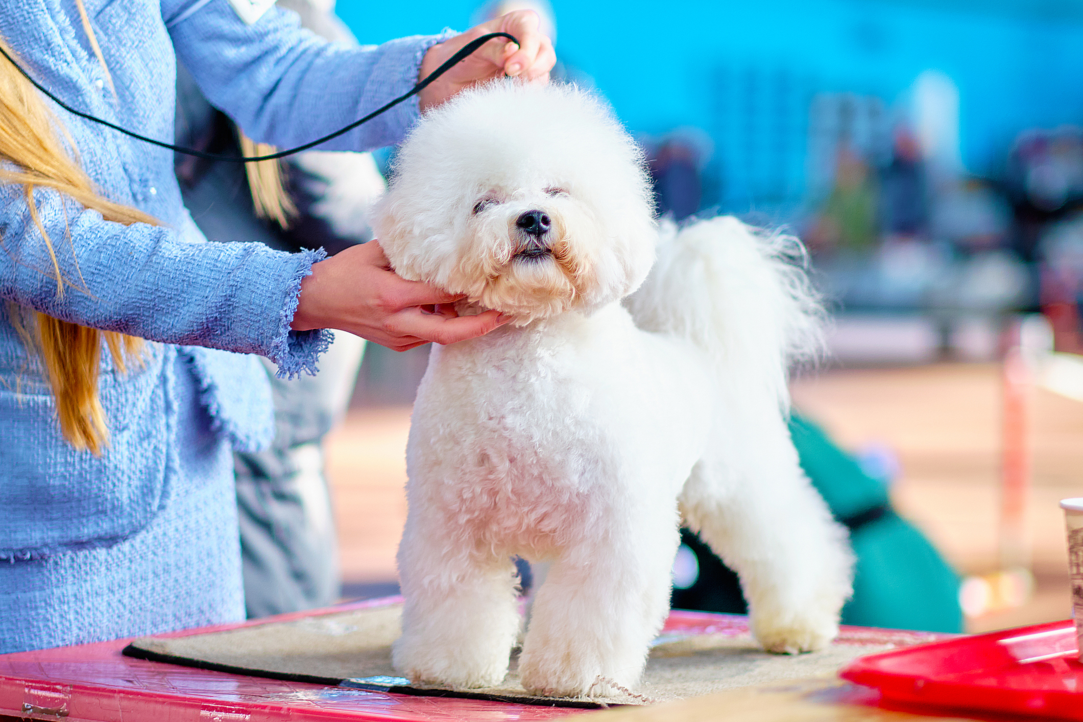 How to Groom a Bichon Dog: Essential Tips for a Perfect Coat