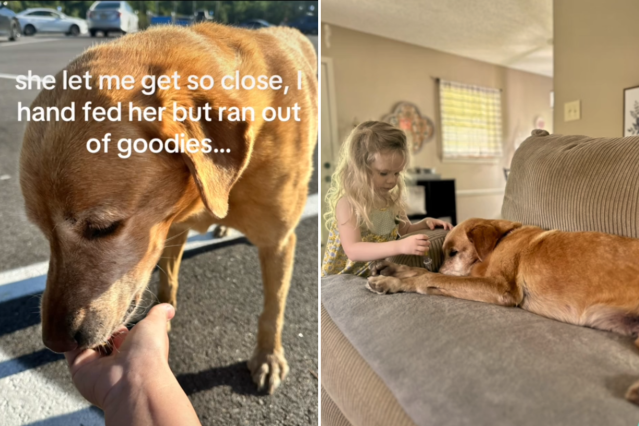 Senior Dog Finds Forever Home After Being Dumped in a Parking Lot ...