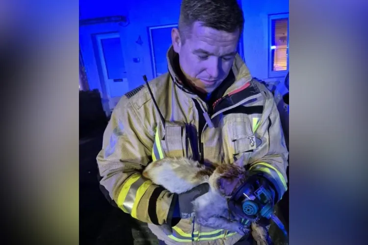 Moment Cat Rescued and Nursed Back to Health by Firefighters Goes Viral ...