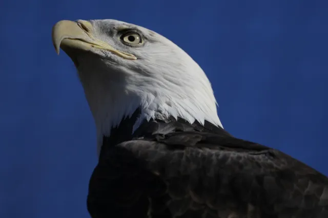 Bald Eagles Are Thriving Again After Near Extinction - Newsweek