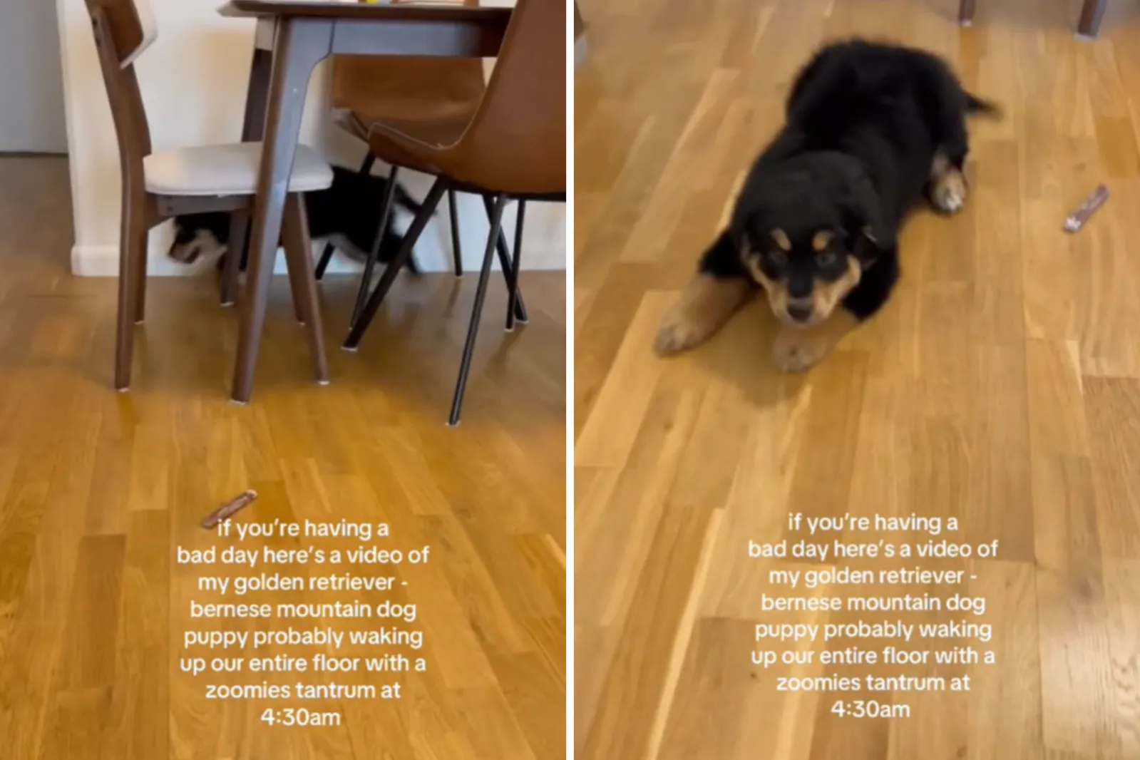 Millie sfreccia nel soggiorno