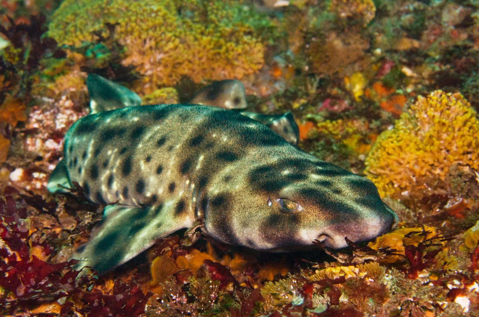 Mystery As Baby Shark Born With No Male Involvement - Newsweek, image size:1600x1062