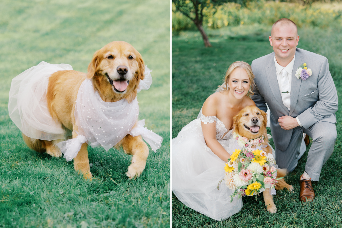 Golden Retriever With Terminal Cancer Takes Center Stage at Owners Wedding