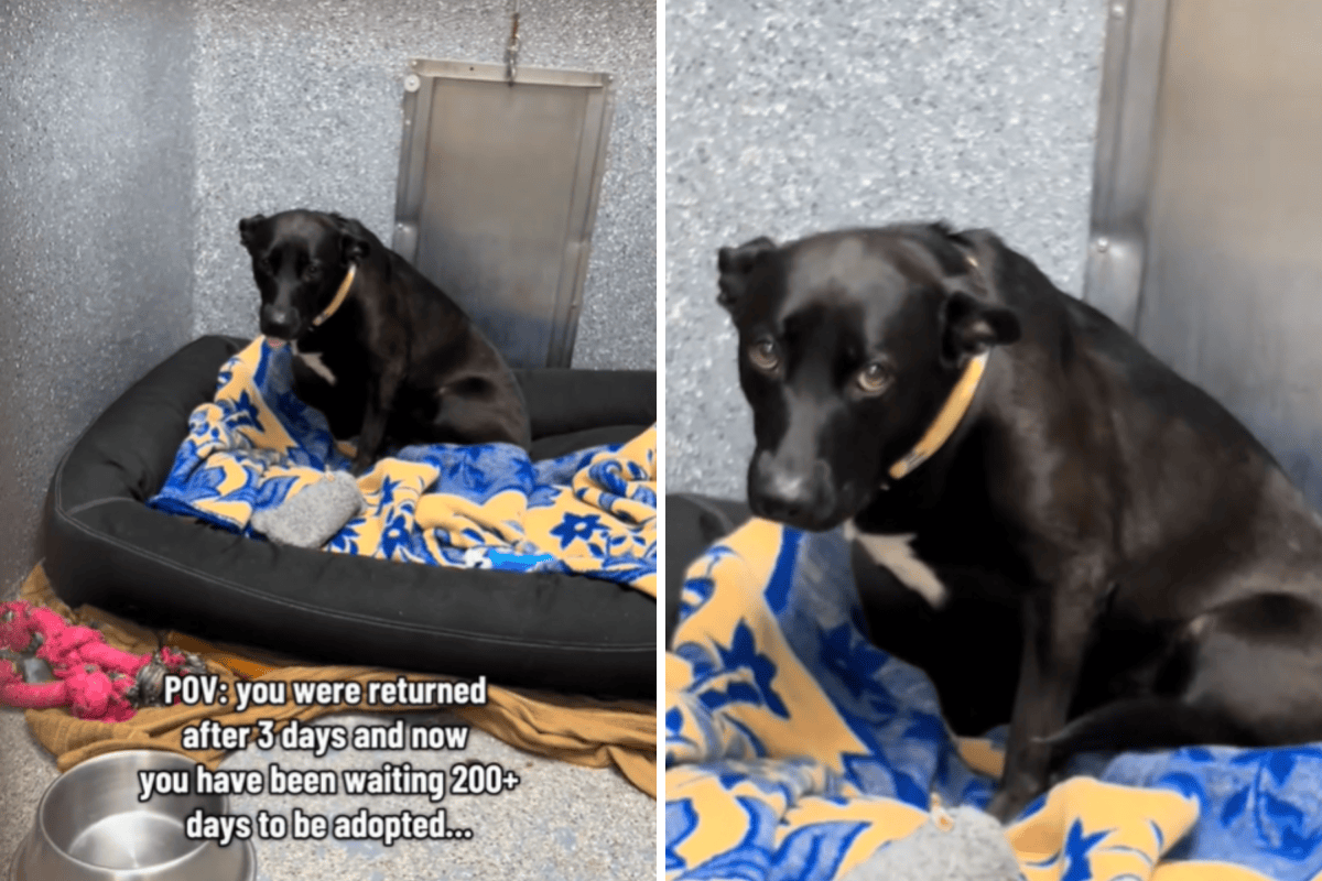 Shelter Dog Returned After Just Three Days in New Home Breaks Hearts ...