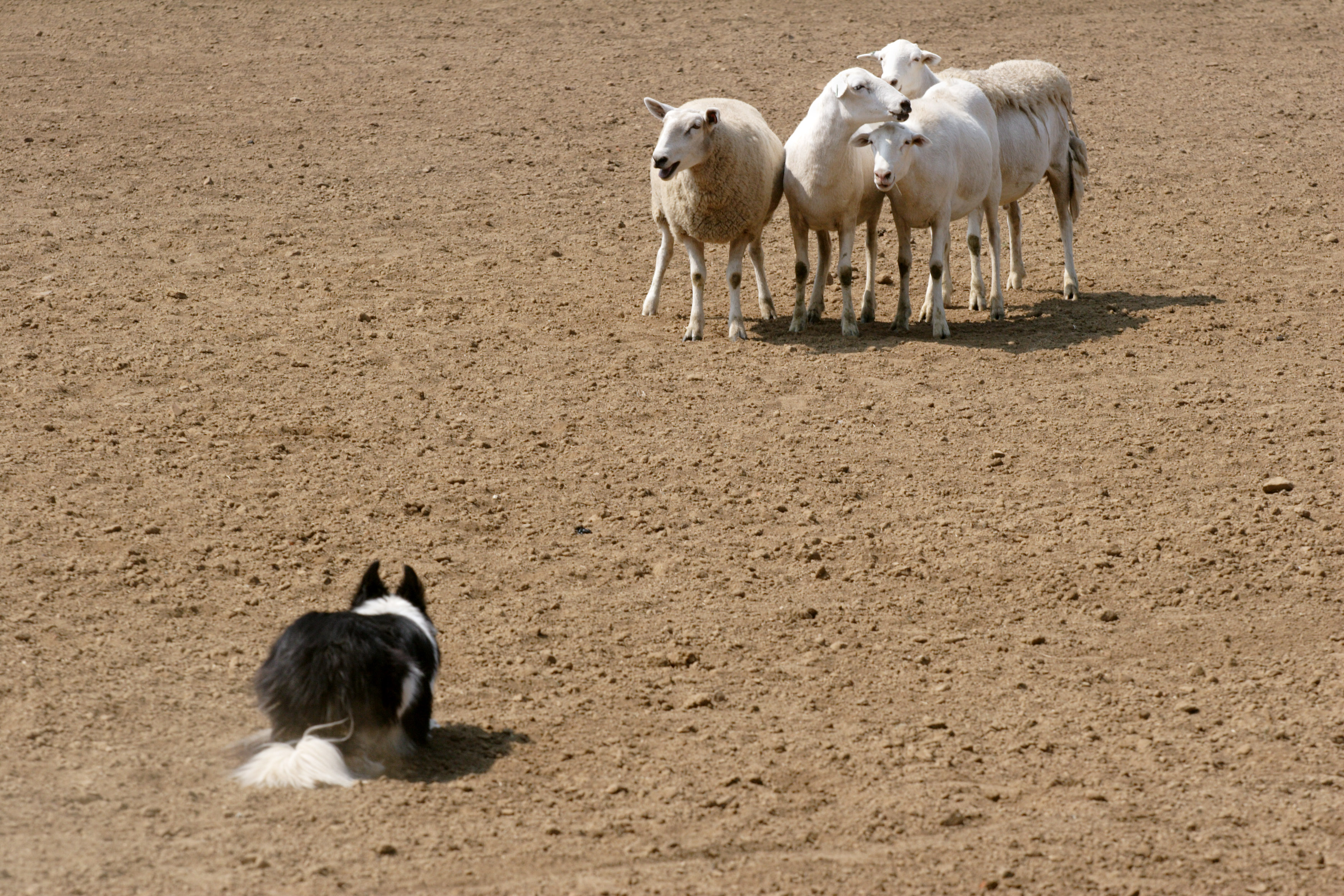 Herding Dog Behavior: Unlocking Traits That Boost Training Success