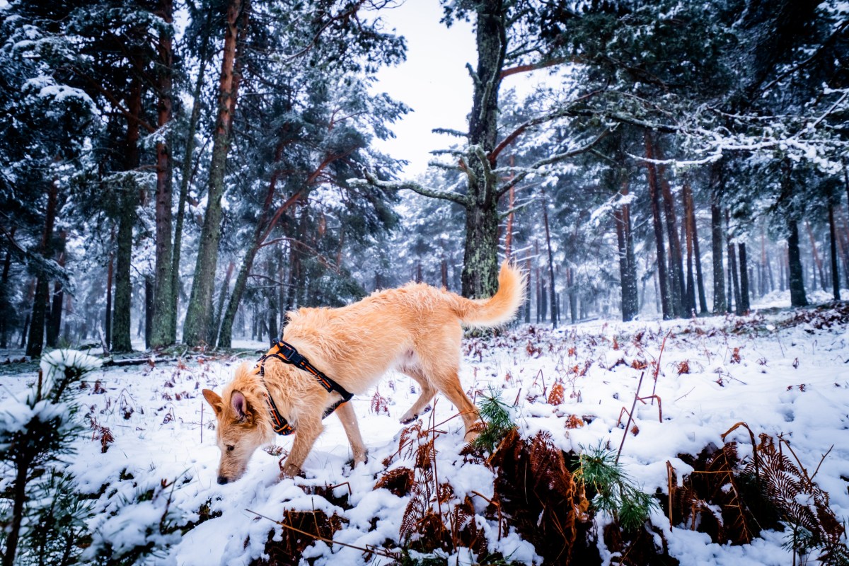 Hearts Melt As Dog Missing for Days Is Finally Found in the Woods ...
