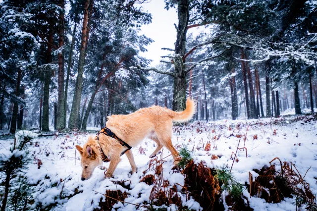 Hearts Melt As Dog Missing for Days Is Finally Found in the Woods ...