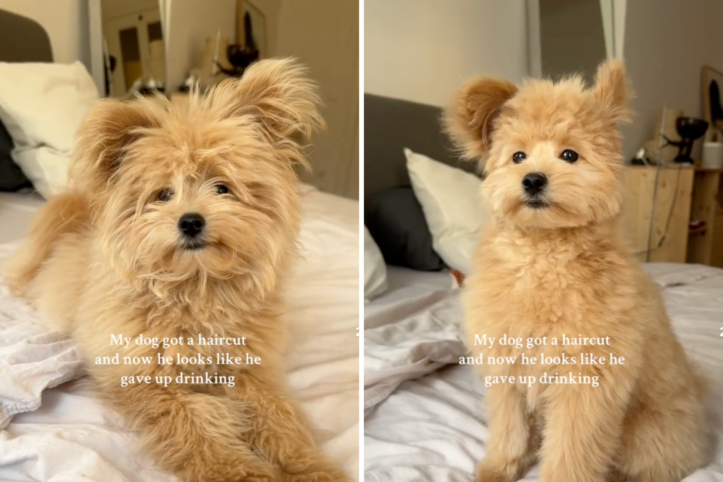How Long Will My Dog Act Weird After Grooming: Expert Insights