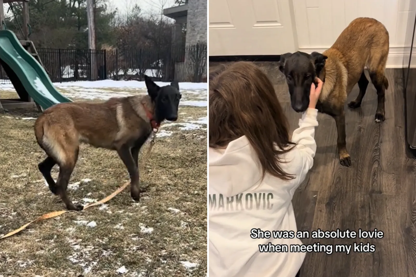 Woman Sees Facebook Post About Scared Malinois—Instantly Knows What To Do, image size:1599x1066
