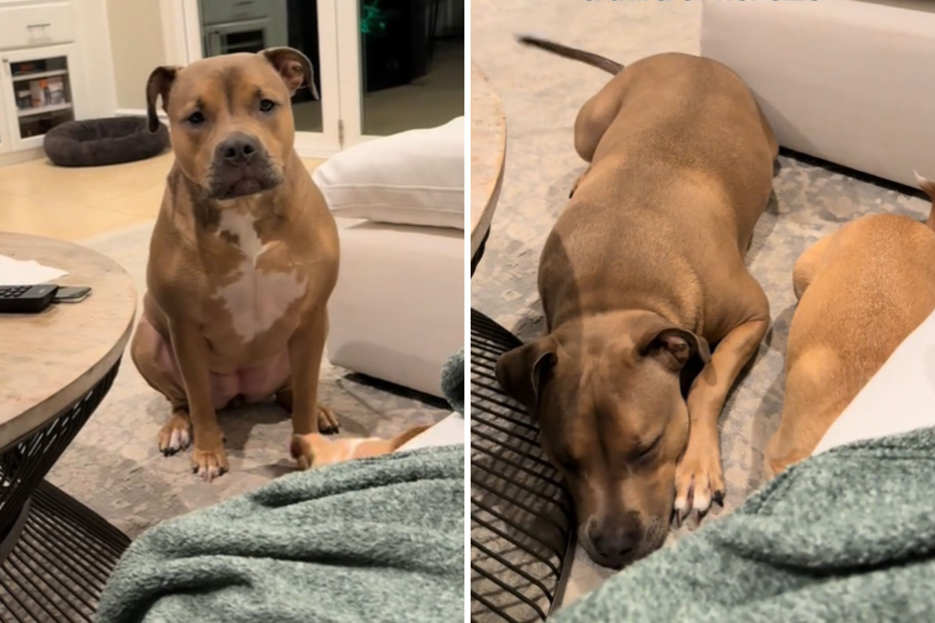 Owner Reveals Hilarious Reason 80lb Dog 'Calls on Me for Help