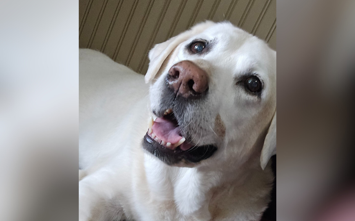 What Woman's Dying 'Soul Dog' Does at the End Has Her—and Internet