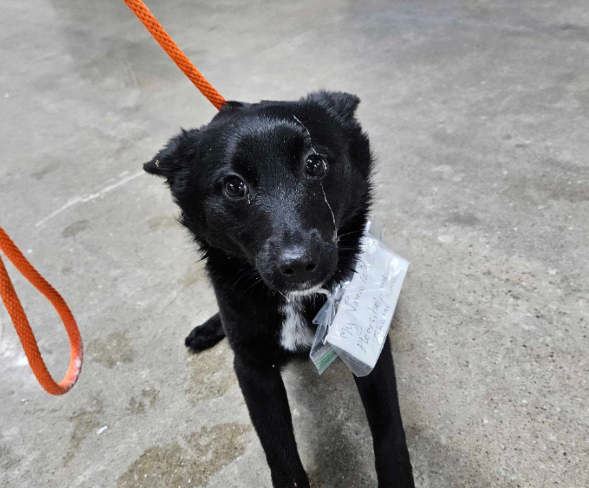 Abandoned Dog Found With This Heartbreaking Note Tied Around Her Collar ...