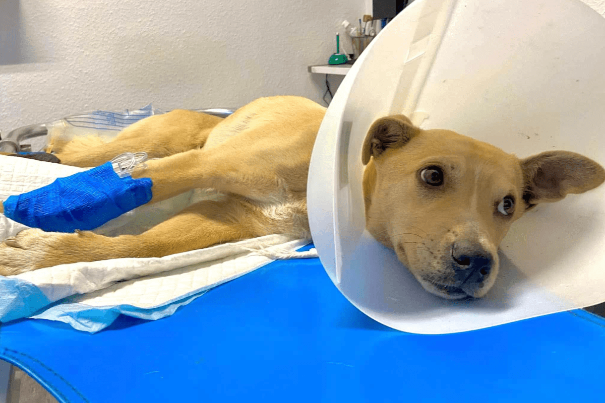 Dog found paralyzed in trash with 6 broken bones looking for new home