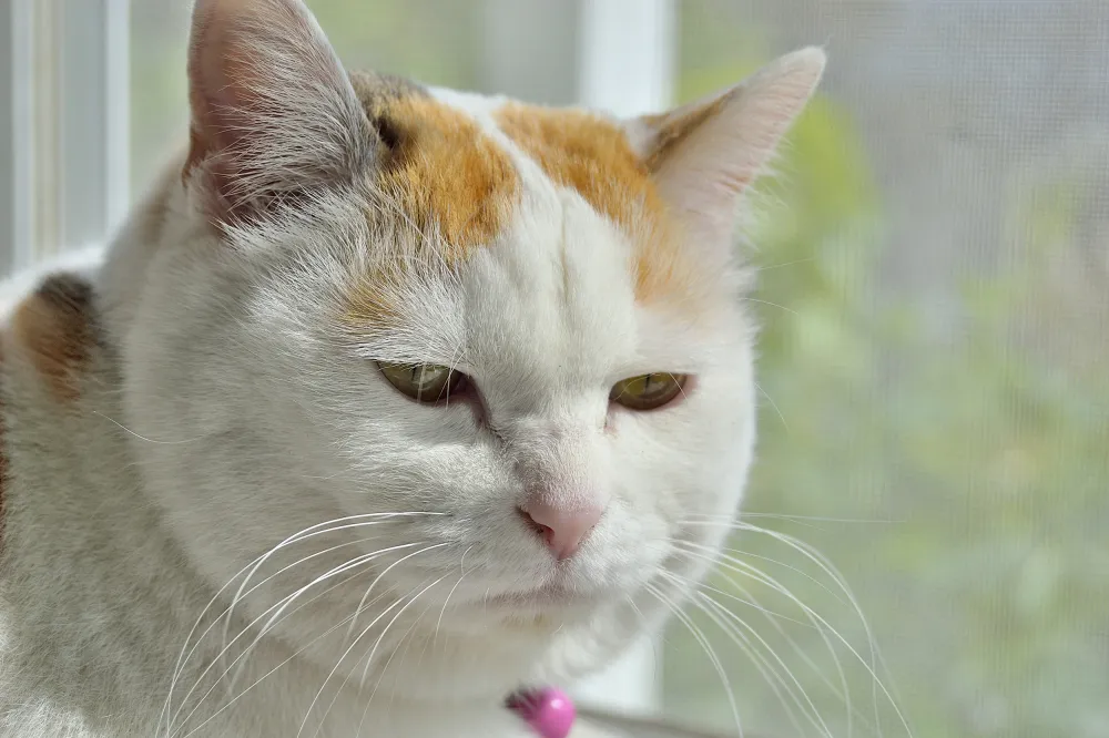 Adopted Cat Steals Hearts Online Over His ‘Huge Cheeks’ - Newsweek