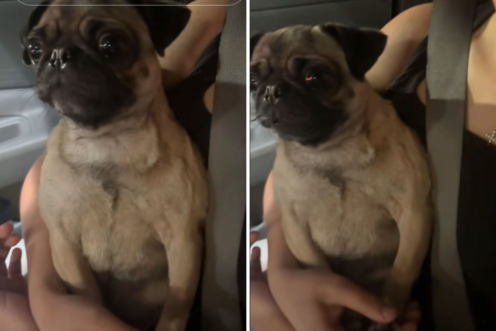 Pug Who Wanted 'Pup Cup So Bad' Distraught After Going to Wrong Drive-Thru  - Newsweek, image size:1600x1066