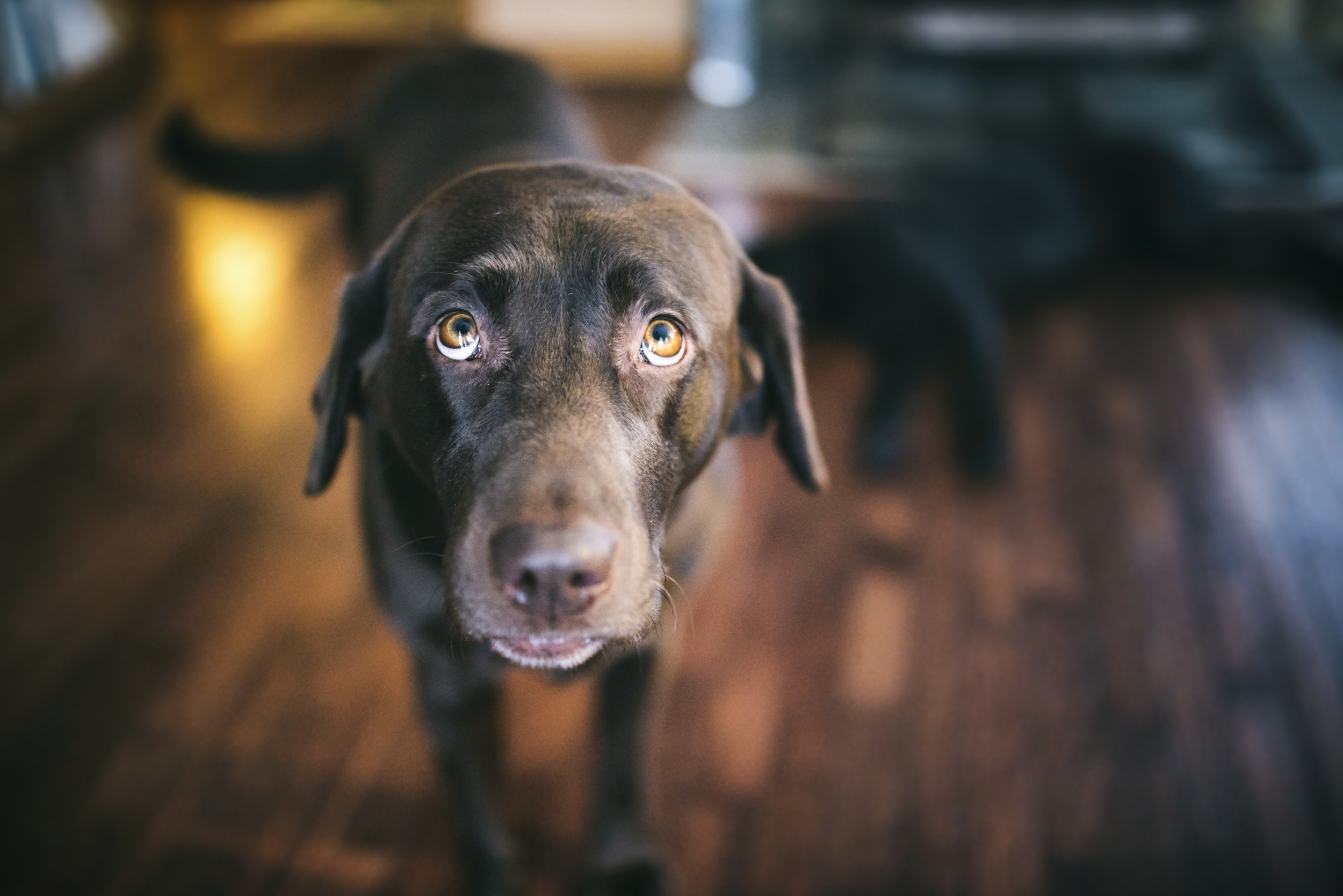 2592793-chocolate-labrador-