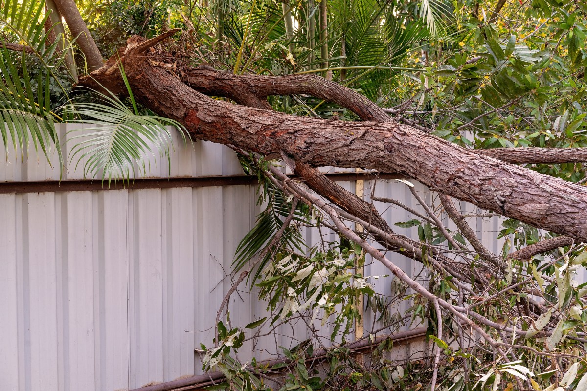 Tree Falls Reverse Terrifying Moment Tree Crashes on Home Deck Caught On Security Camera ...