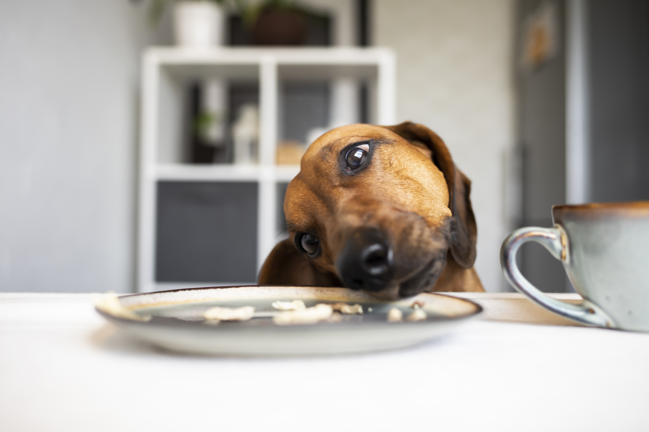 Friend Enjoys Steak Lunch—Can't Believe What Host Does With Dog After