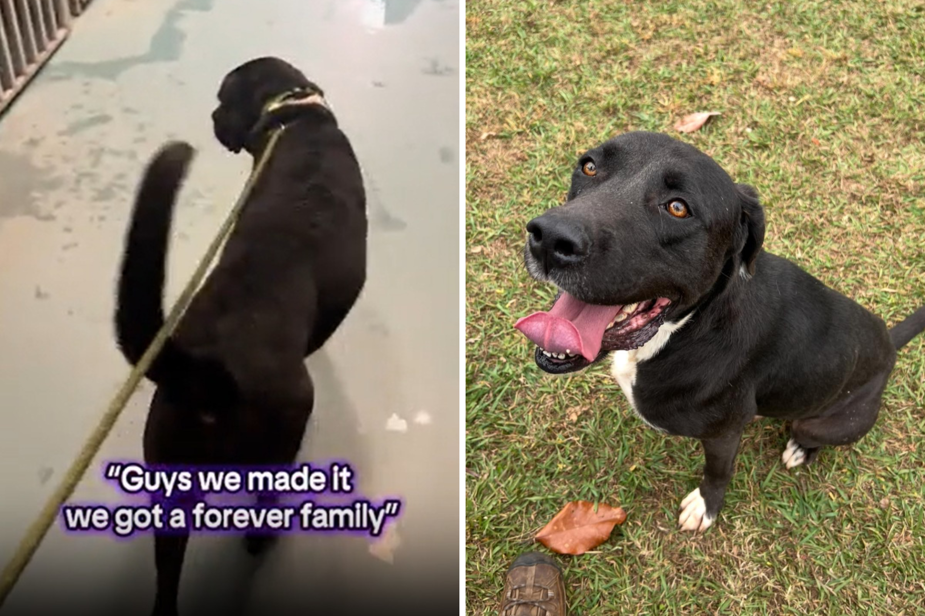 Dog Finally Adopted After Spending Five Years in and out of Animal