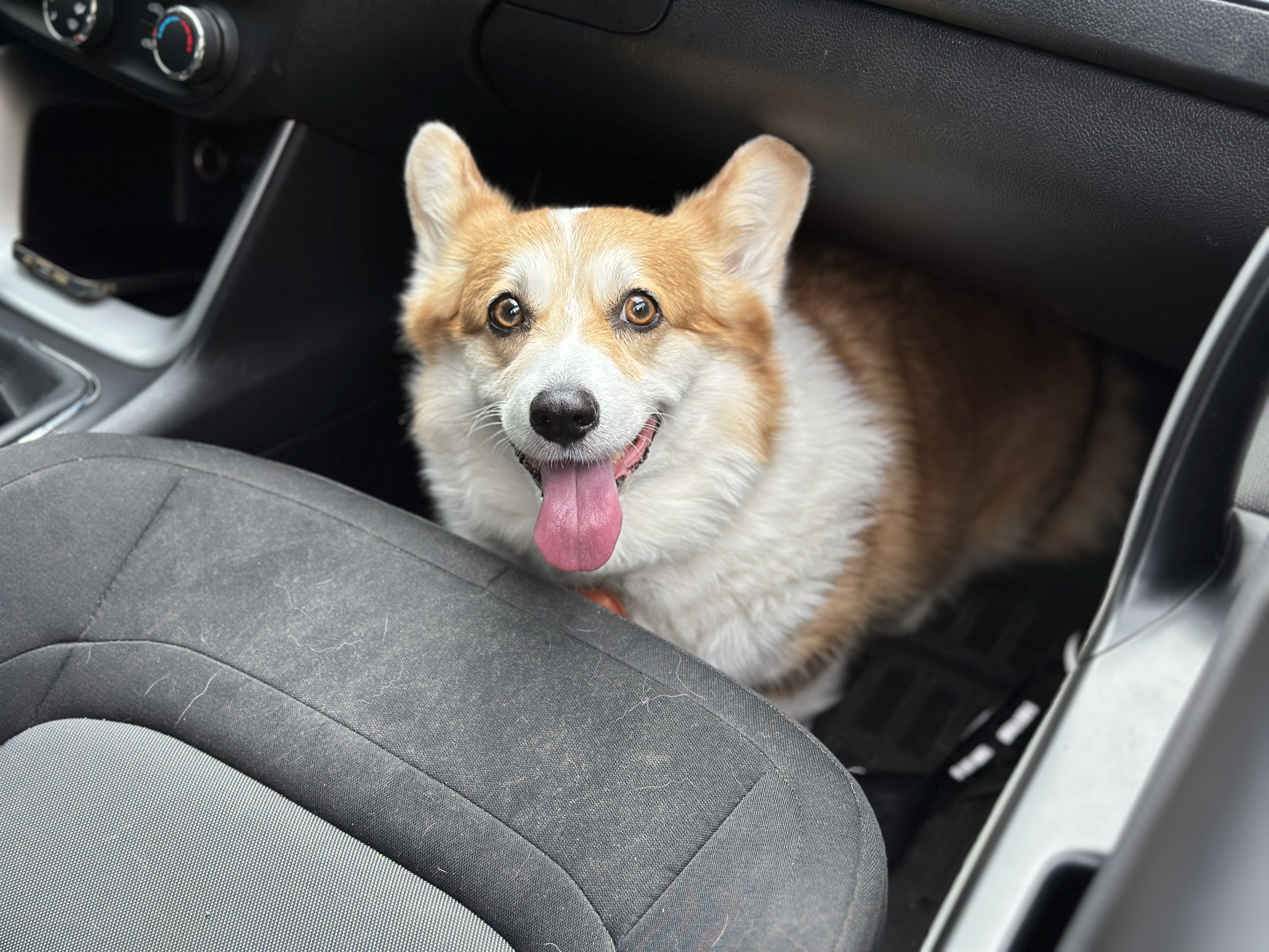 Corgi Eats Strange Object Outdoors—Owner Horrified When They Realize