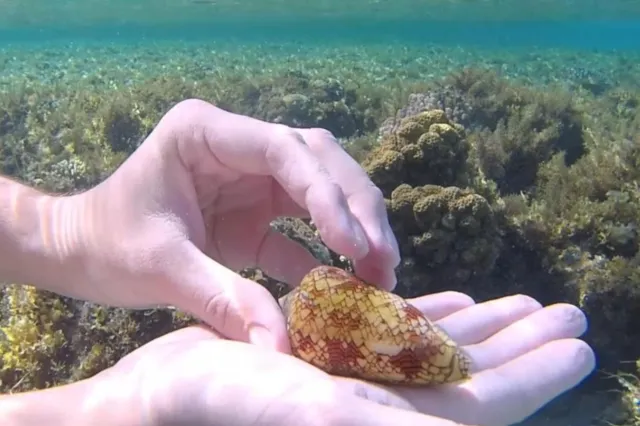 Sea Shell Lucky Man Picks Up Pretty Shell, Later Discovers He’s ‘Lucky’ To Be Alive ...