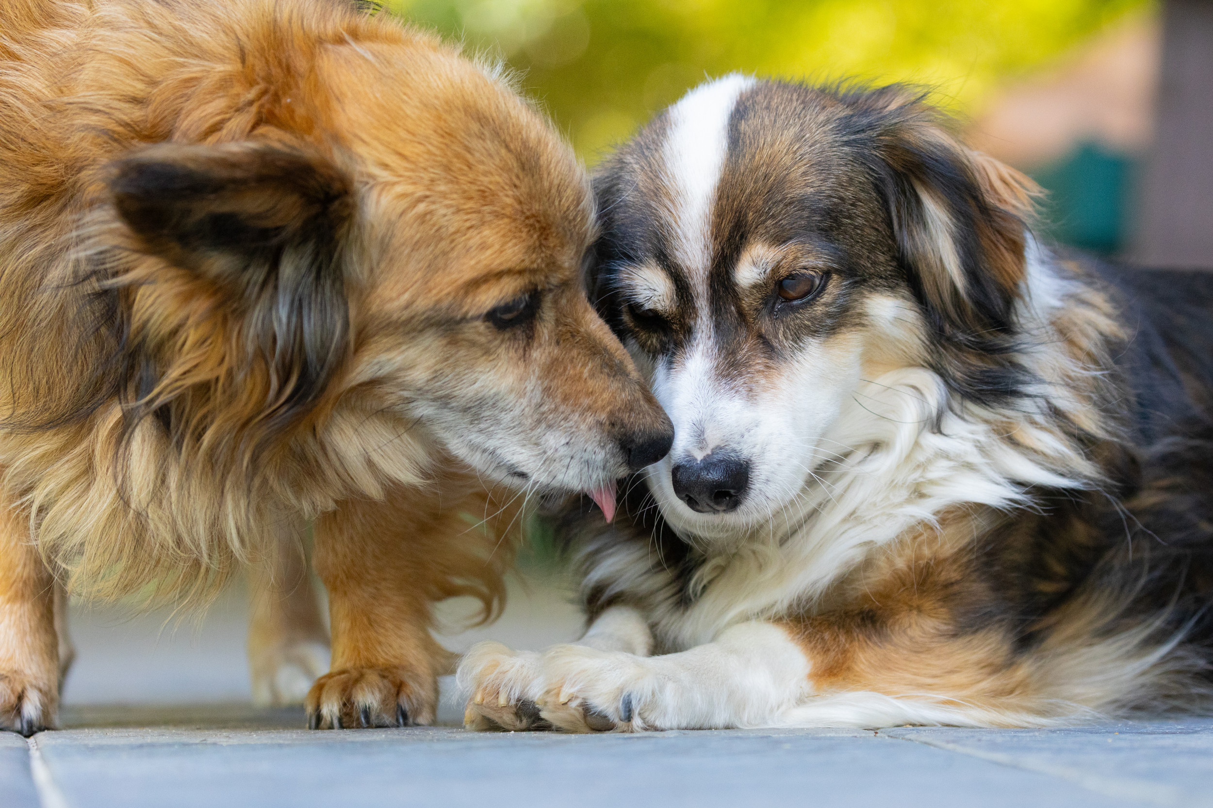 Why Do Dogs Groom Each Other: Surprising Reasons Explained