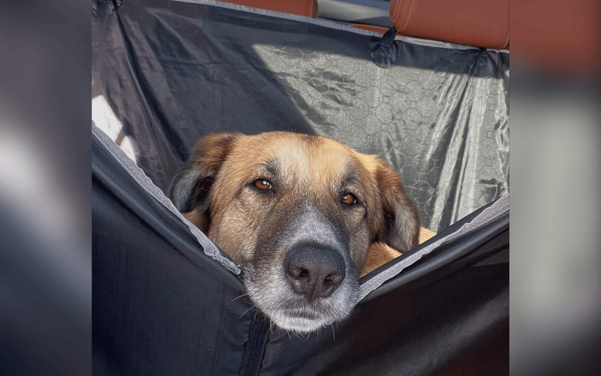 Heartbreak For ‘Sweet’ Shelter Dog Adopted and Returned After Just One ...