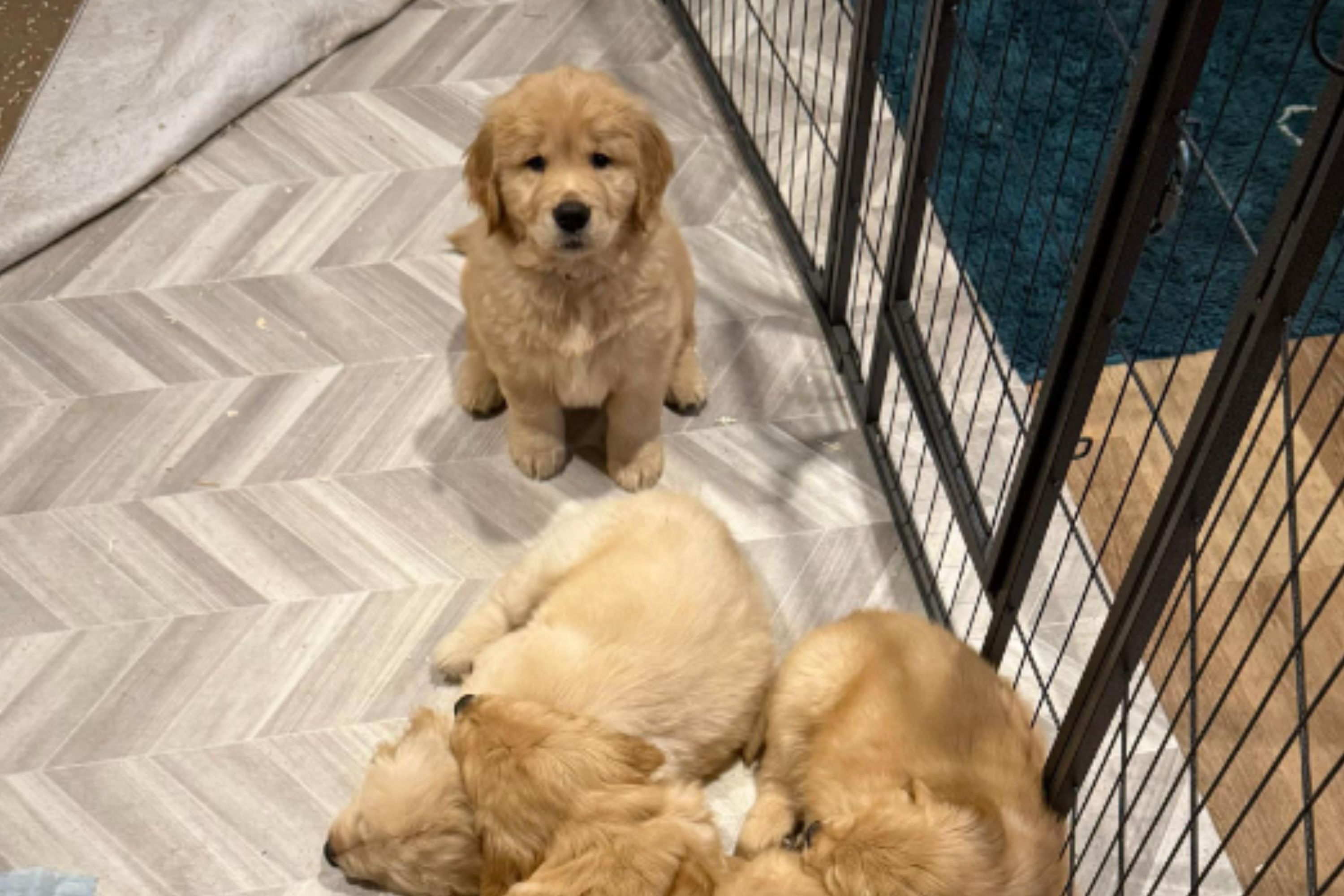 Exact Moment Golden Retriever Puppy 'Chose' New Family Goes Viral