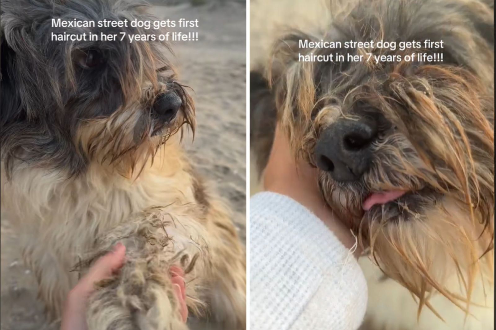 How Long Will My Dog Act Weird After Grooming: Expert Insights
